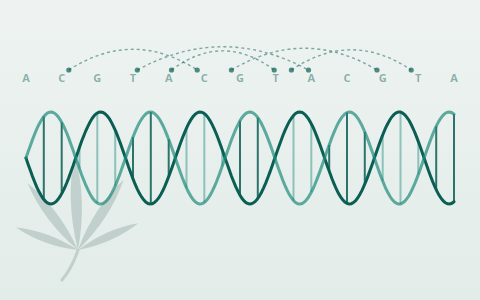 Unveiling Cassava's Secrets genomics hackathon